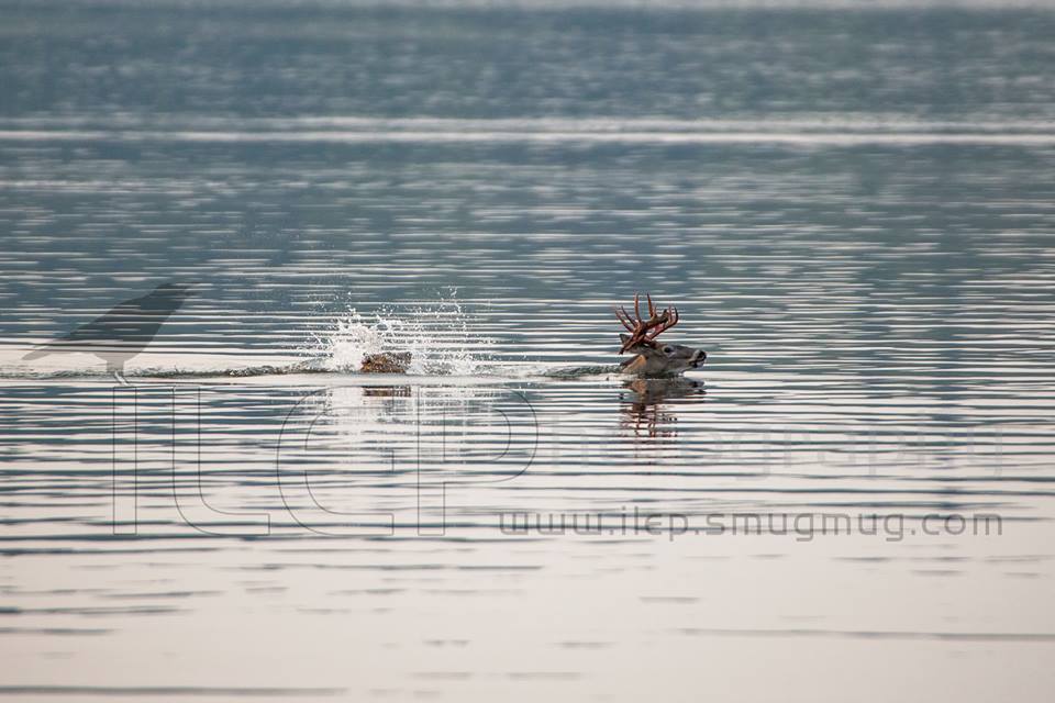 wolf chasing buck