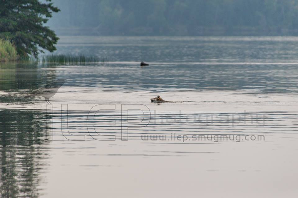 wolf chasing buck