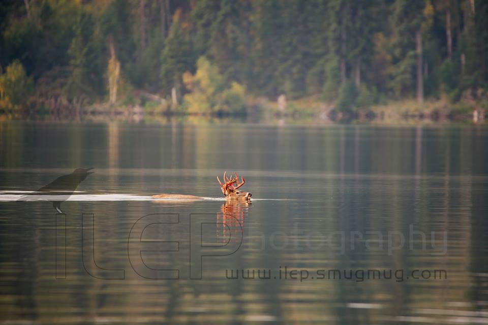 wolf chasing buck