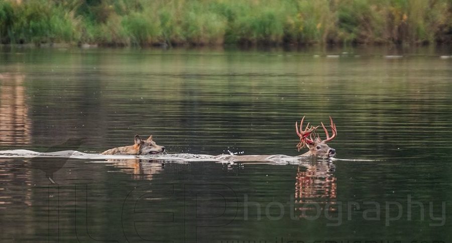 wolf chasing buck