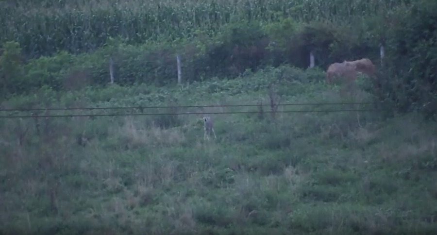 barking coyote