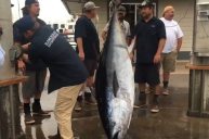 Cool Vintage Footage of Pole Fishing for Tuna Nearly 50 Years Ago