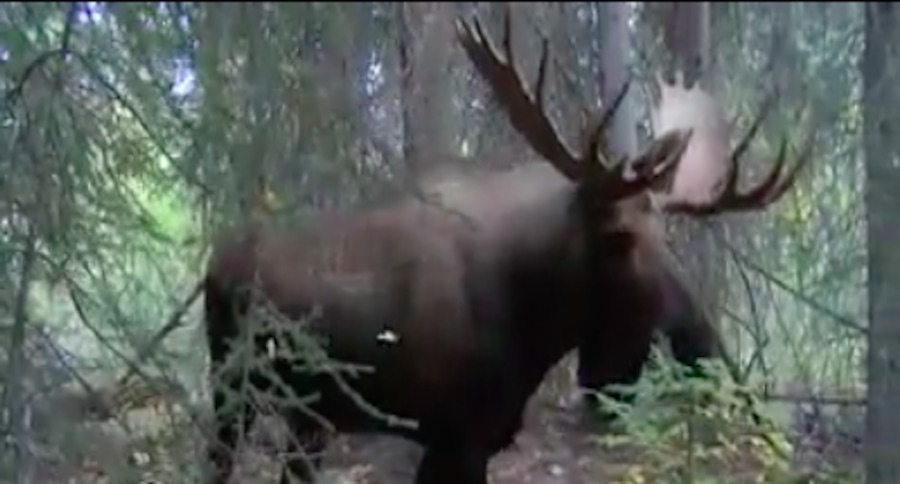 bull moose