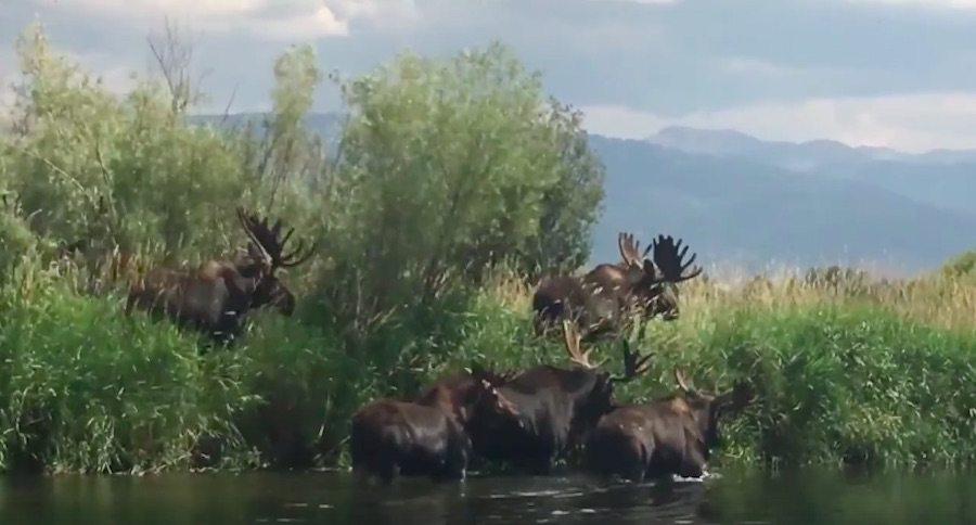 bull moose