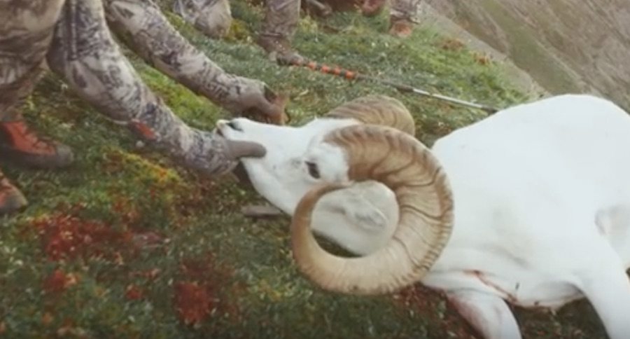 dall sheep