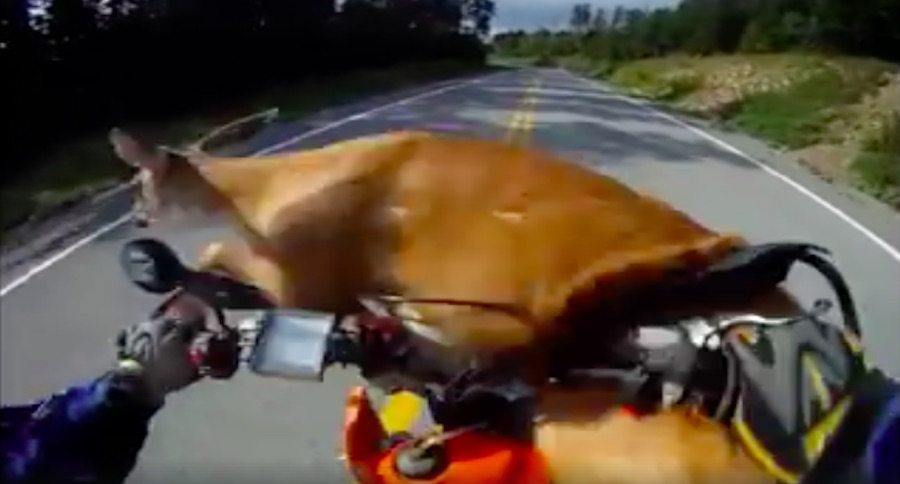 deer vs motorcycle