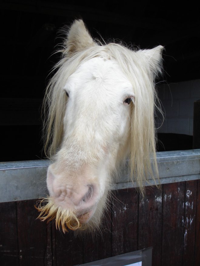 horse mustache