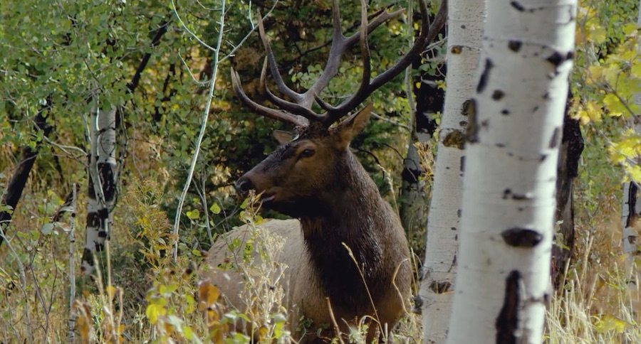 elk hunting