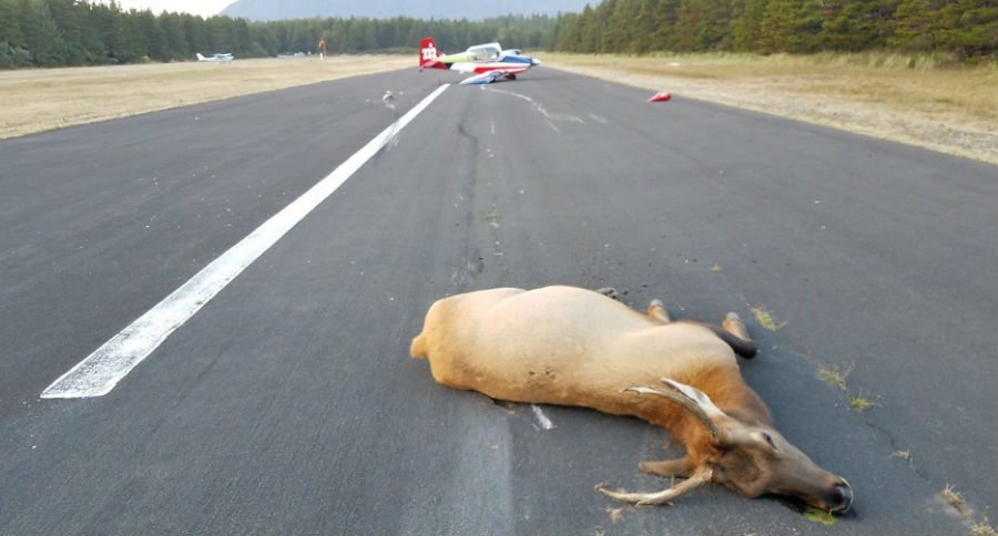 elk