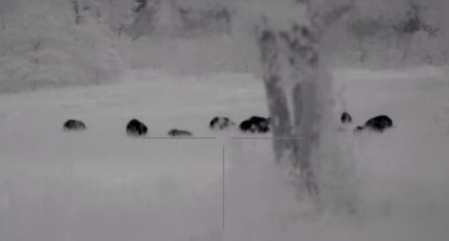 hog eradication