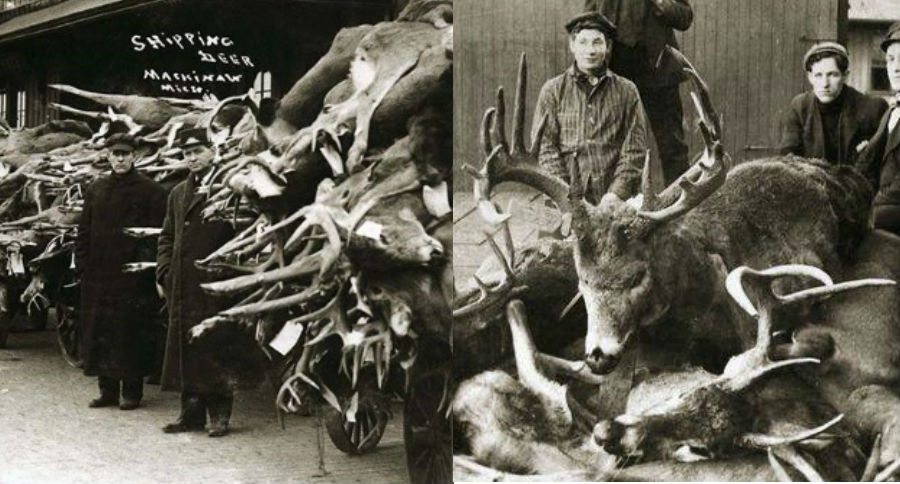 vintage deer hunting