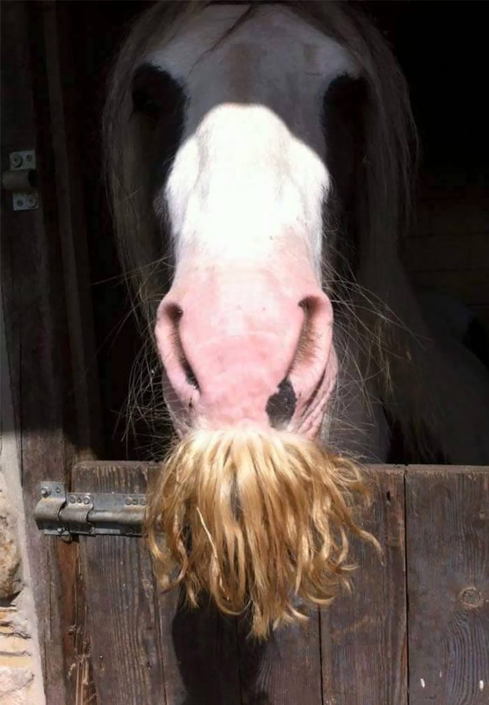 horse mustache