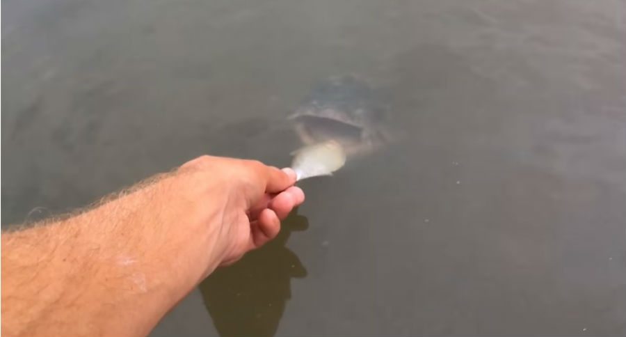 bass