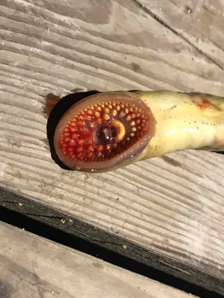 lamprey