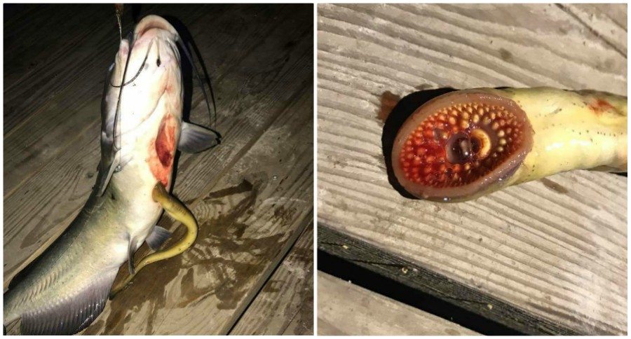 lamprey