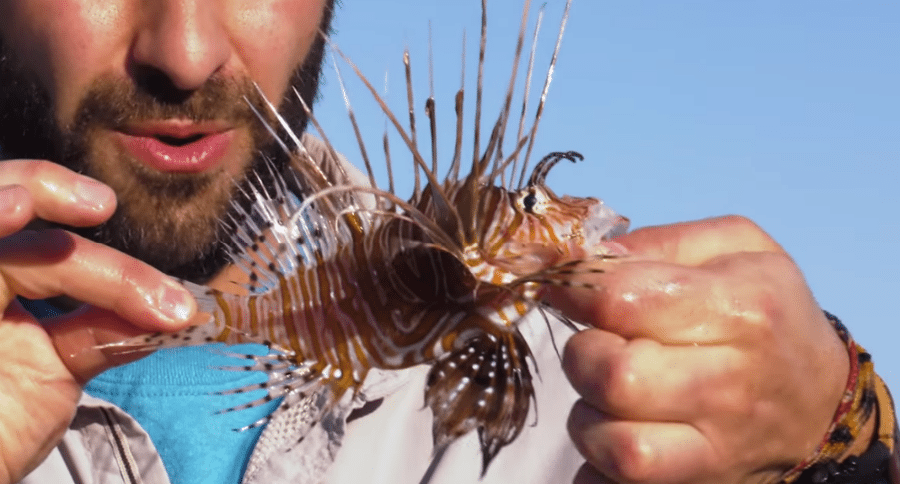 lionfish