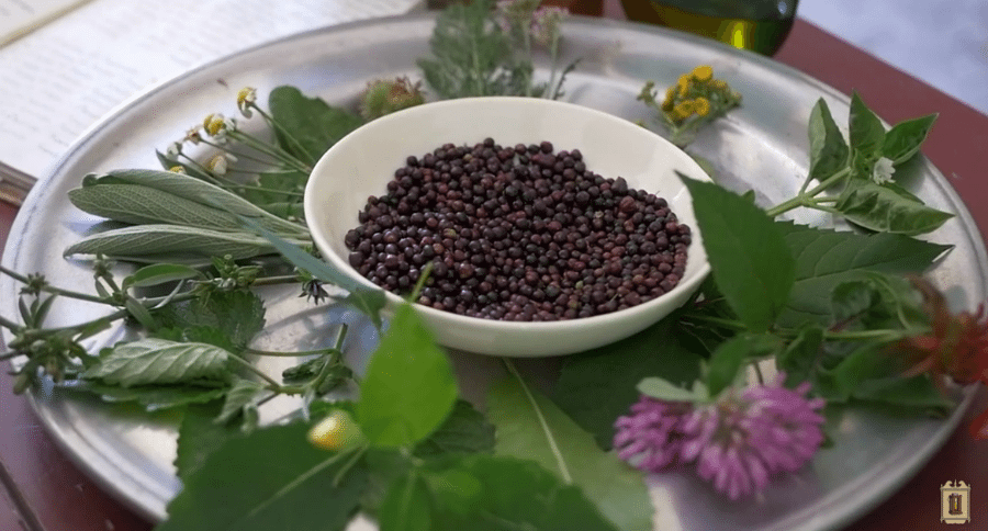 medicinal plants