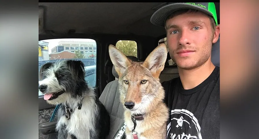 pet-coyote