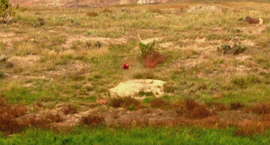 prairie dog