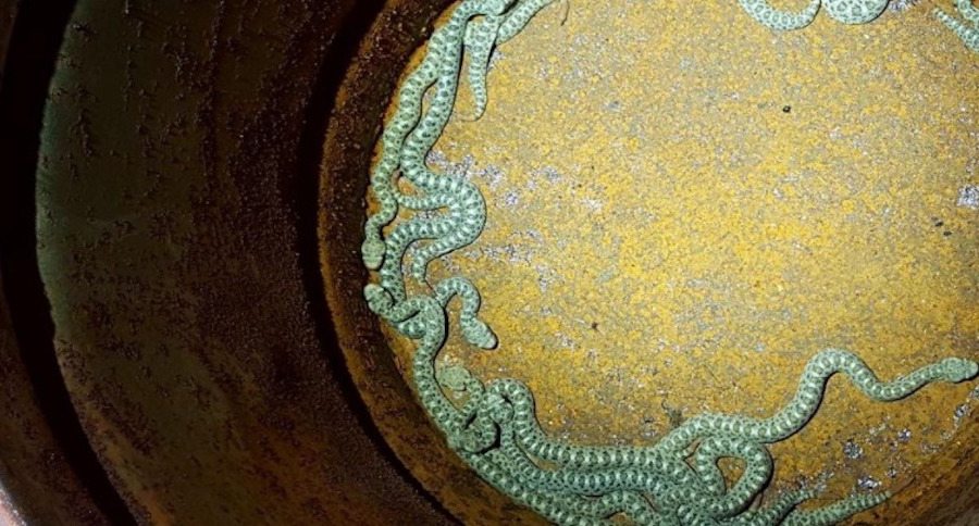 19 rattlesnakes