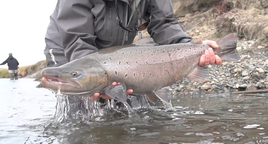 sea run trout