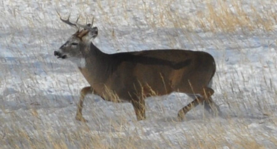 hunting