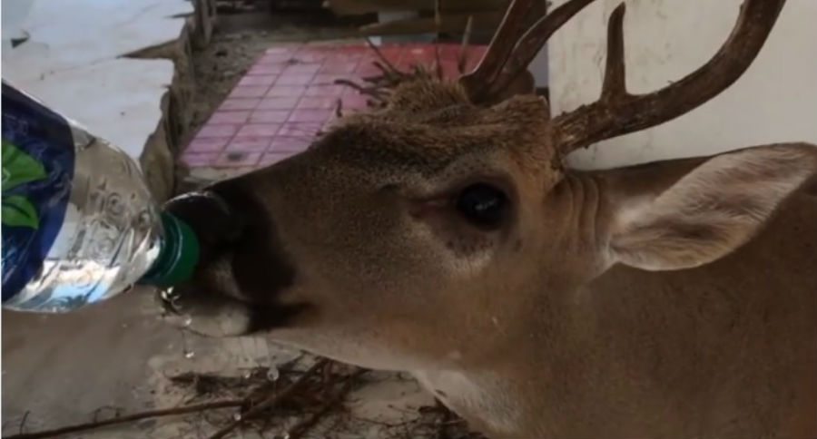 key deer