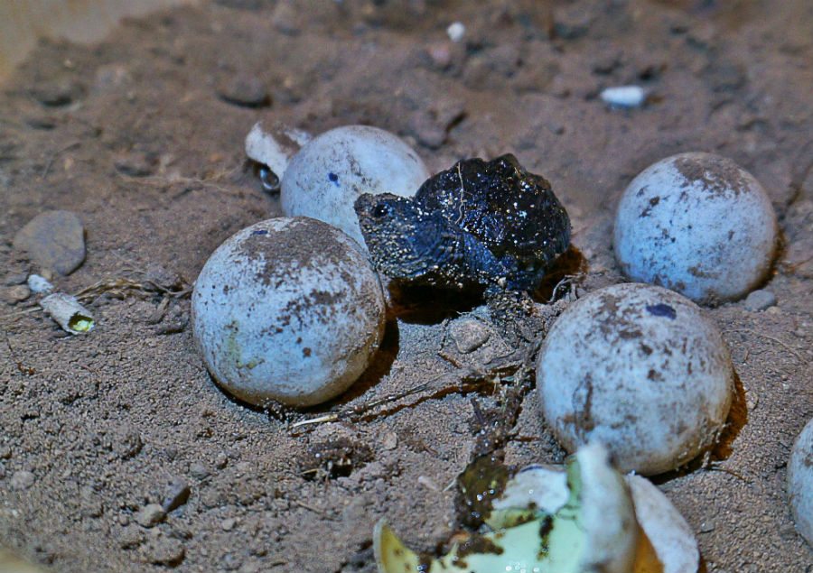 turtle eggs