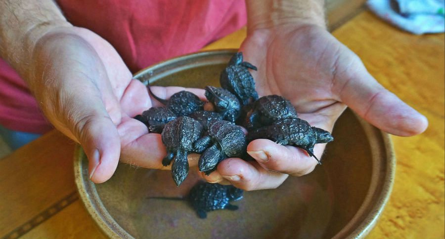 turtle eggs