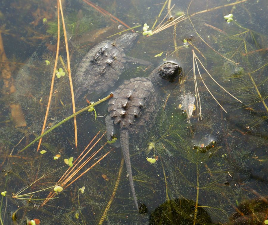 turtle eggs