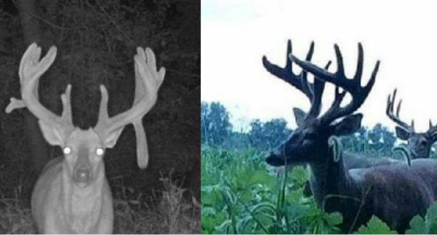 buck
