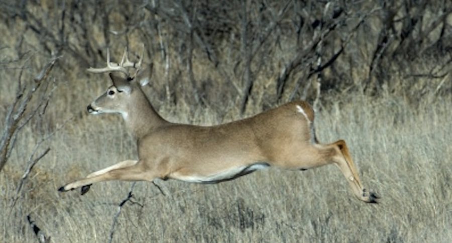 scouting for deer
