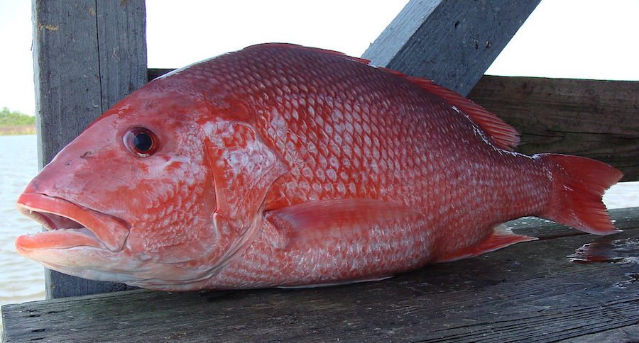 red snapper