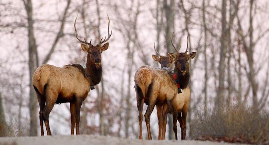 Missouri elk hunting