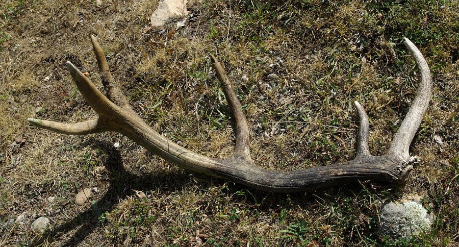 shed hunting ban