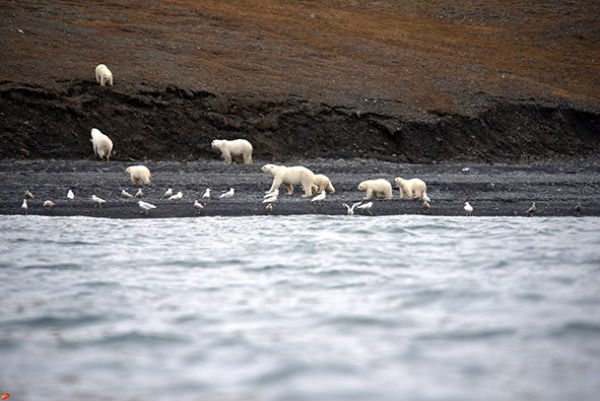 polar bears