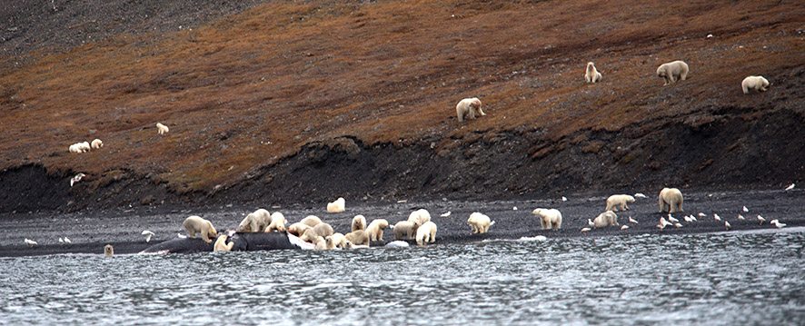 polar bears