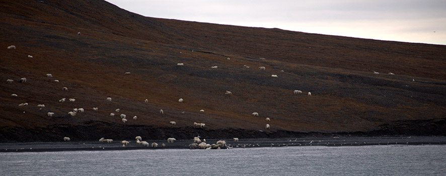 polar bears