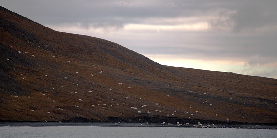 polar bears