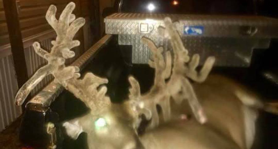 giant deer