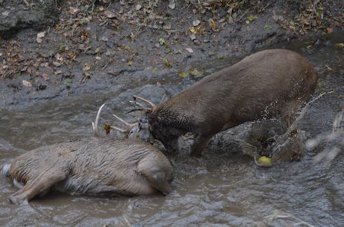 locked up bucks