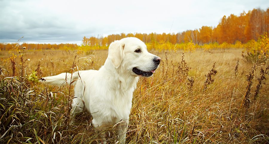 Young golden retriever for a walk in nature. Dog breed labrador outdoors.