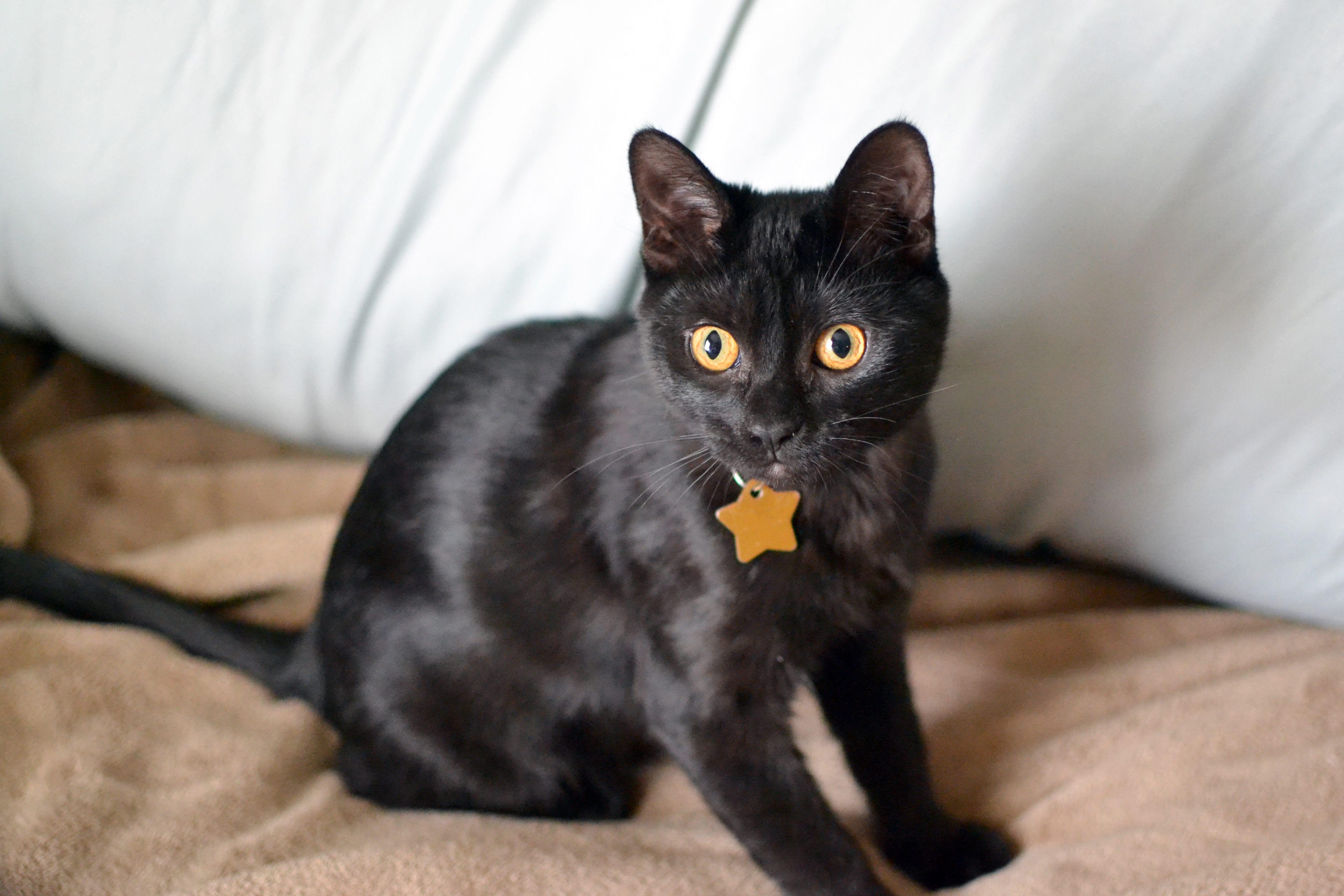 Young black cat on blanket