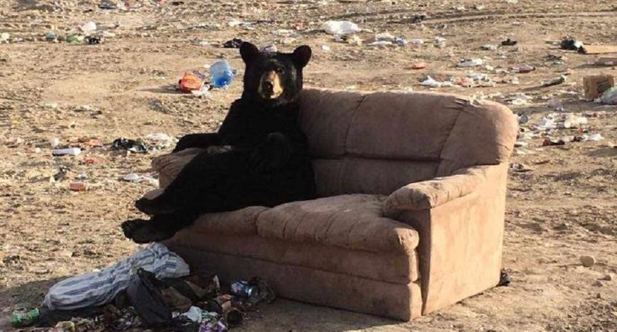 black bear couch