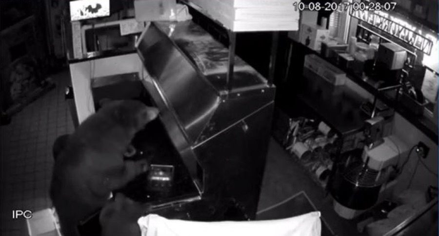 3 Hungry Bears Broke Into A Colorado Pizza Parlor For A Midnight Snack