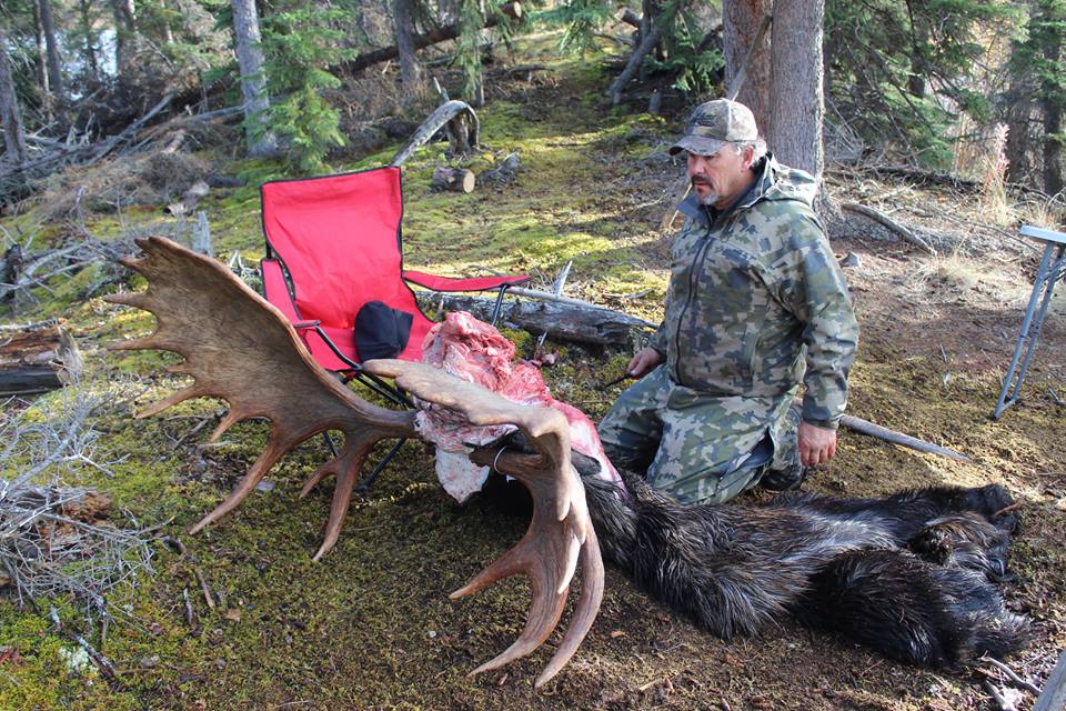 Yukon bull moose