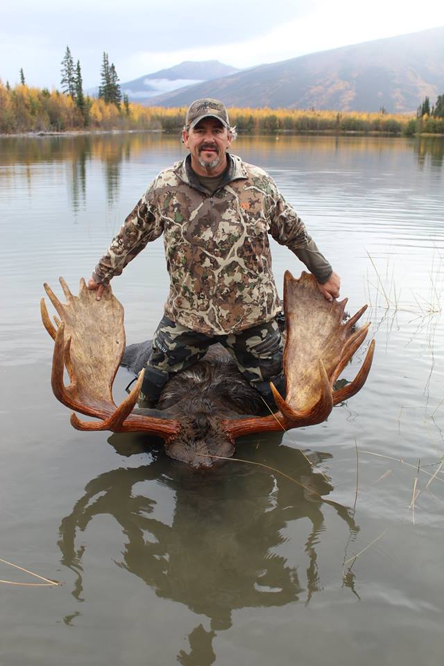 Yukon bull moose