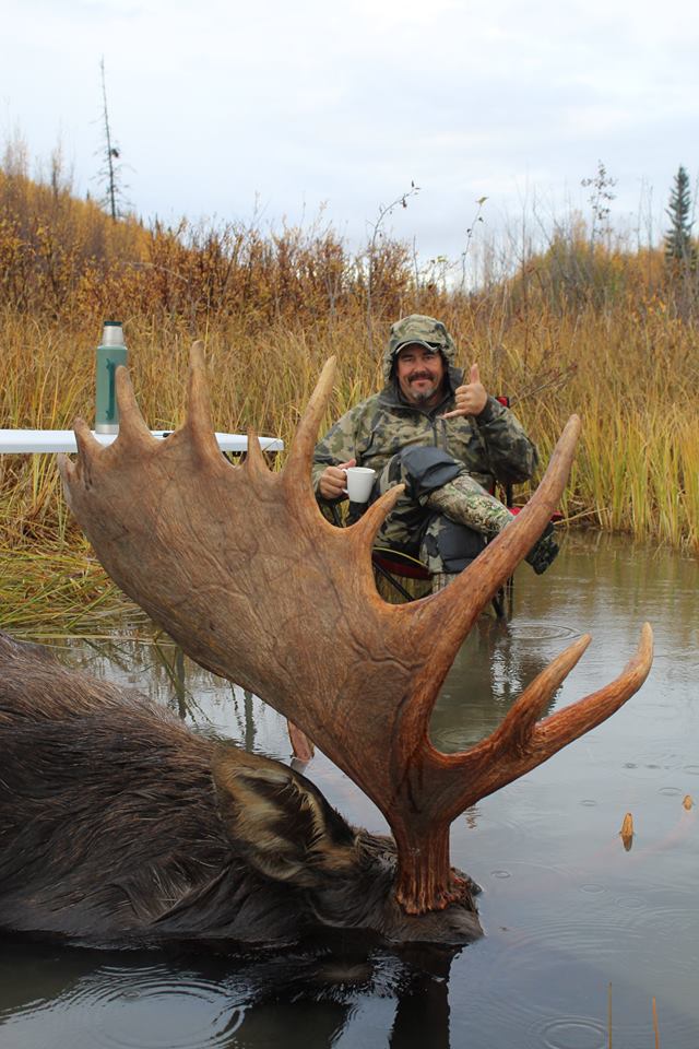 Yukon bull moose