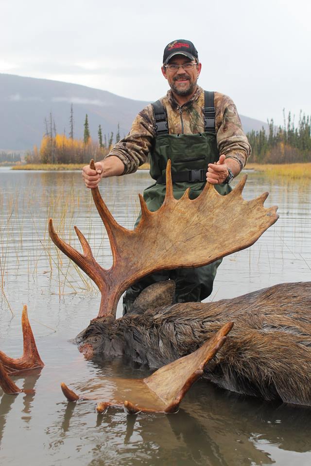 Yukon bull moose