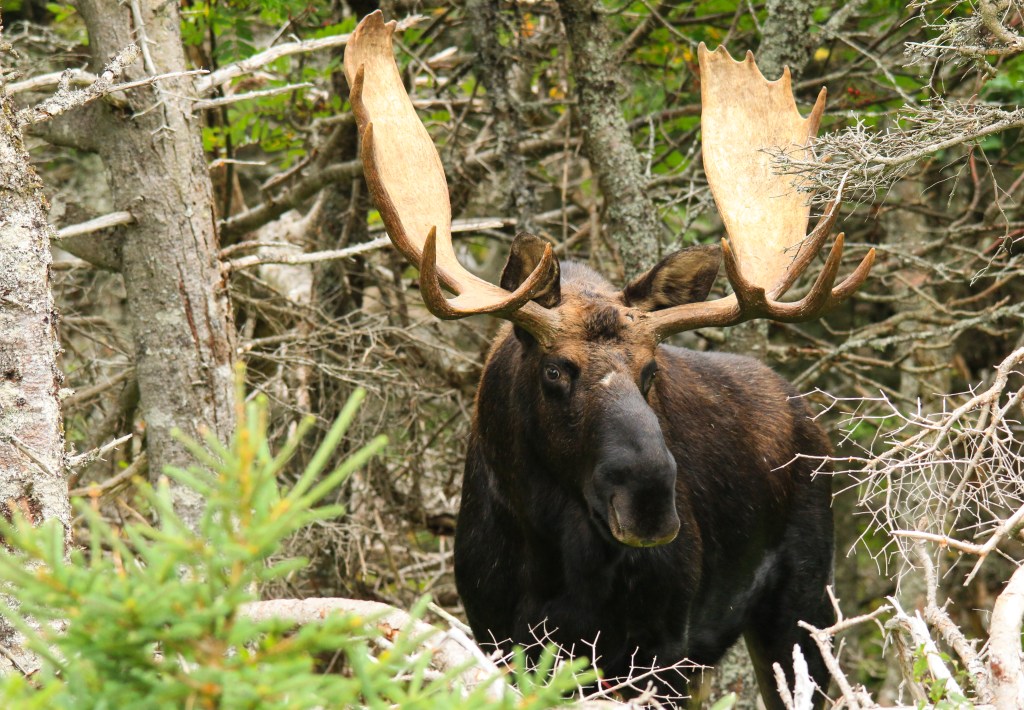 bull moose